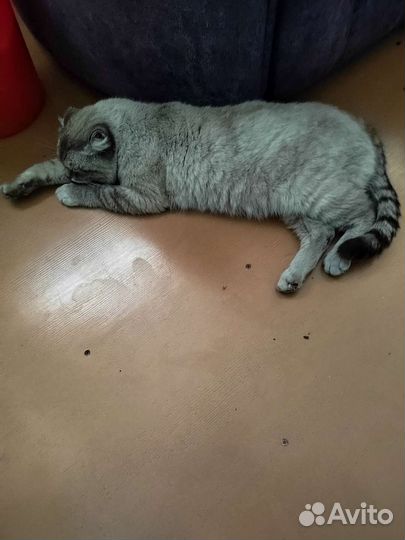 Кот в добрые руки