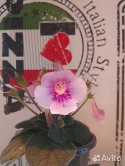 Минисиннингии