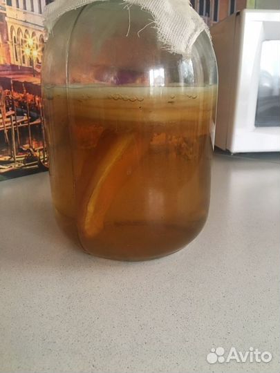 Чайный гриб