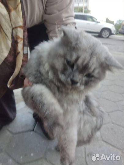 Персидский кот