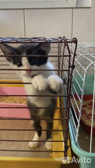 Котенок (мальчик) в добрые руки