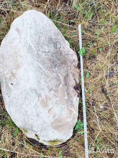 Срез капа березы. Природный камень