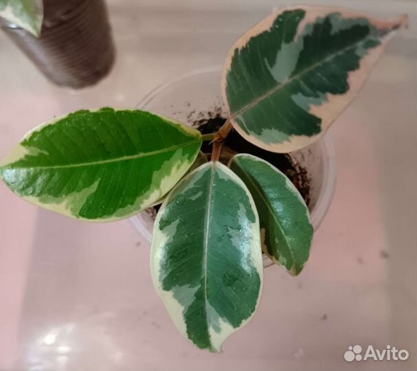 Фикусы Эластика,Тинеке, Белиз цветы комнатные