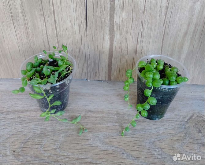 Крестовник Гейррейна, Роули