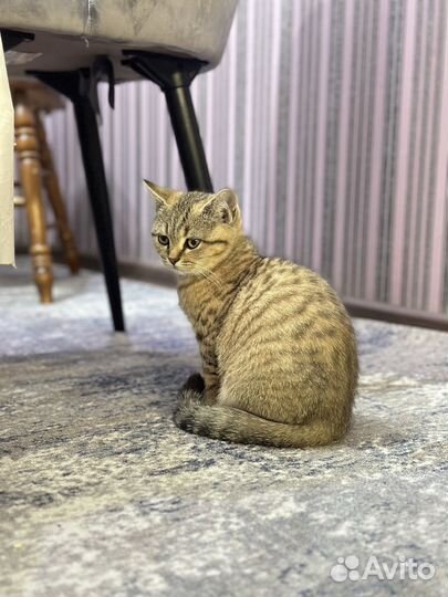 Котята шотландской шиншилы