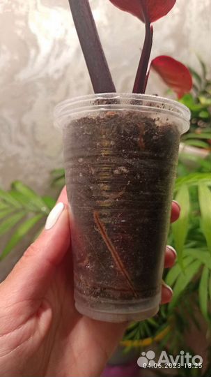 Филодендрон розовая принцесса