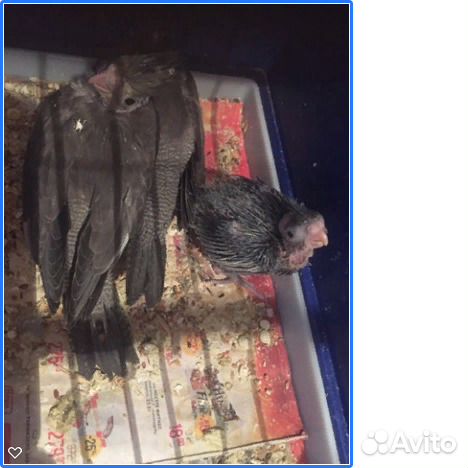 Продам птенцов корелла мальчиков