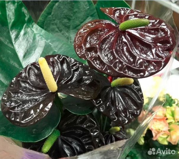 Антуриум Блэк Квин