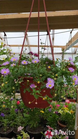 Петуния в подвесных кашпо