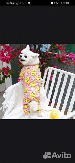 Одежда для кошки, для собаки