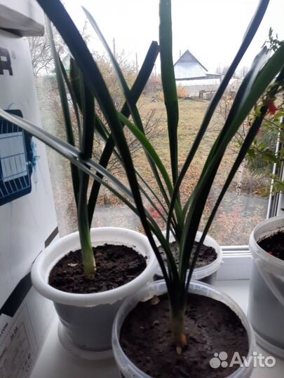 Кливя ком. Растения