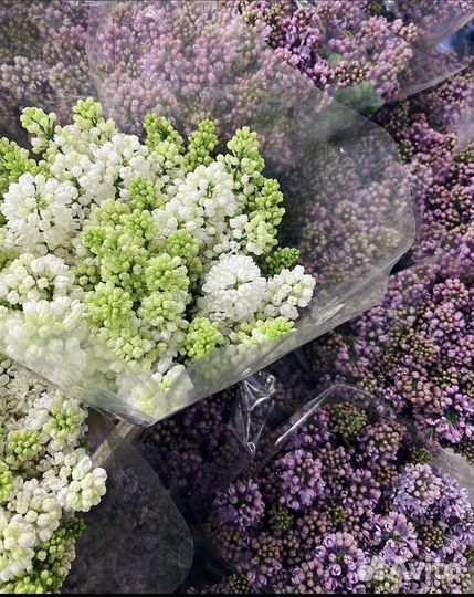 Сирень Букеты из сирени с доставкой