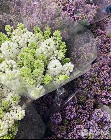 Сирень Букеты из сирени с доставкой