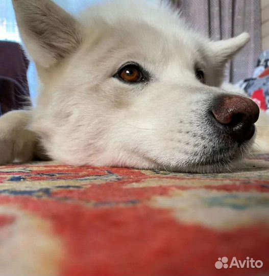 Отдам бесплатно