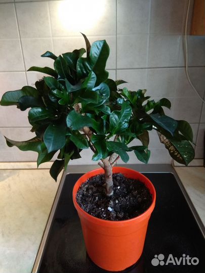 Кротон, филодендроны