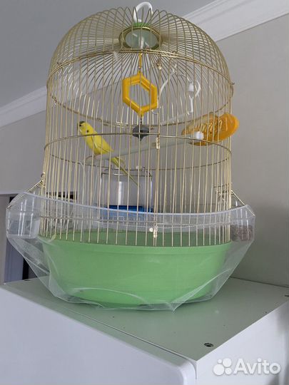 Попугай с клеткой