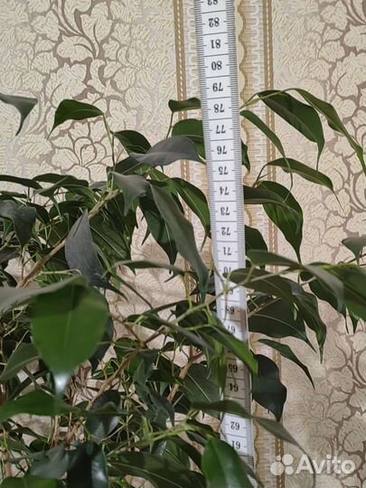 Фикус Бенджамина большой 5 лет