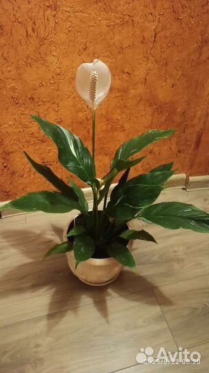 Спатифиллум даймонд