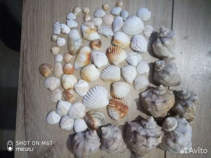 Набор ракушек