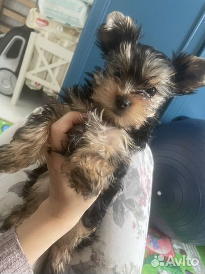 Йоркширский терьер щенки девочки и мальчики