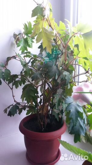 Комнатные растения цветы