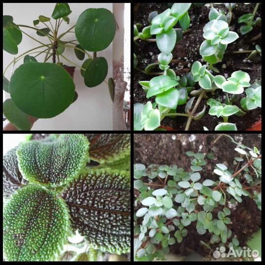 Комнатные цветы