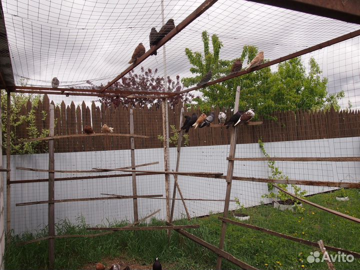 Продаю голубей