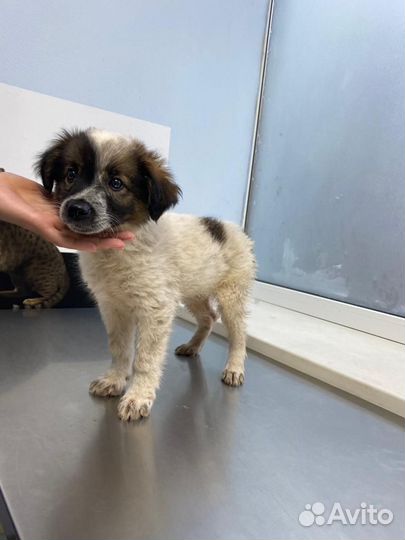 Щенок, выкинули, 2 месяца, в частный дом