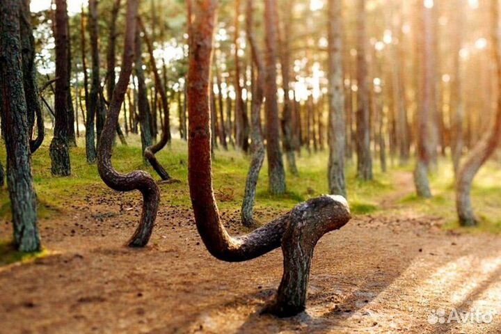 Эскурсия на Куршскую косу