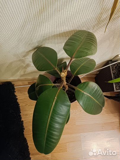 Фикус каучуконосный