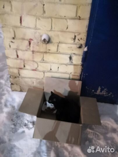 Кошка в дар бесплатно