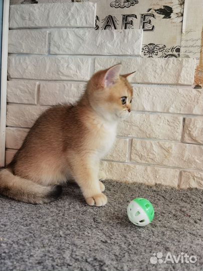 Британская золотая кукла