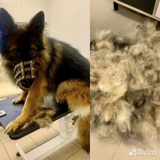 Груминг-студия «лайка»