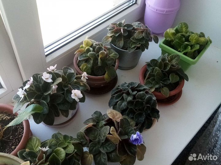 Комнатные растения