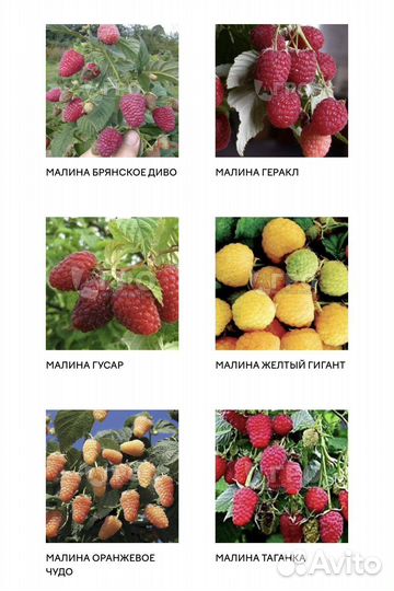 Саженцы ягодных кустарников