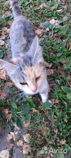 Кошки ищут дом