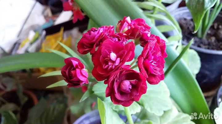 Комнатные растения цветы