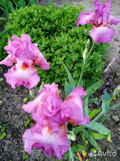 Продам излишки ирисов