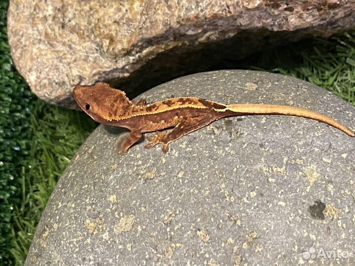 Реснитчатый геккон бананоед страйп