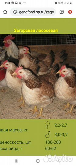 Загорская Лососевая, Кучинская Юбилейная