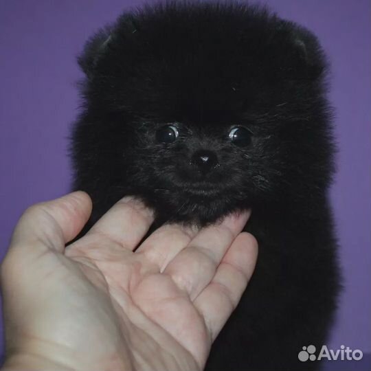 Шпиц. Маленькая девочка