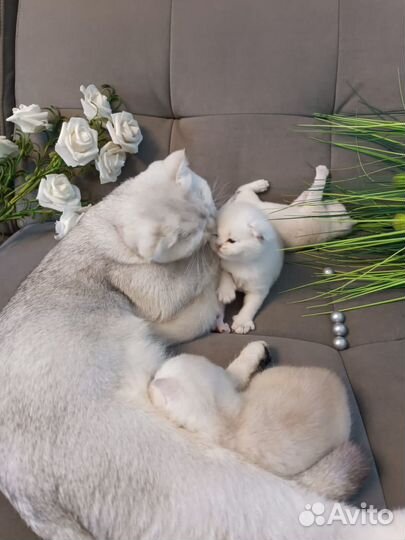 Котята Британская шиншилла