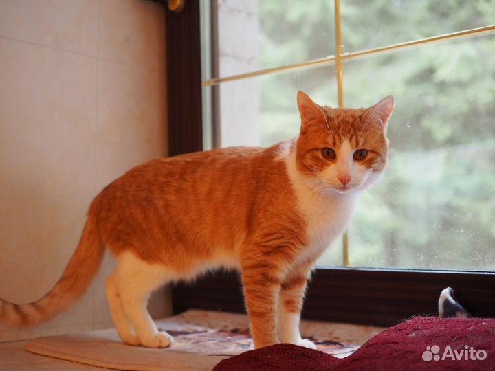 Два рыжика братика из приюта ищут добрые руки