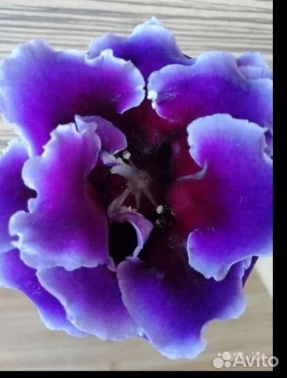 Глоксинии сортовые