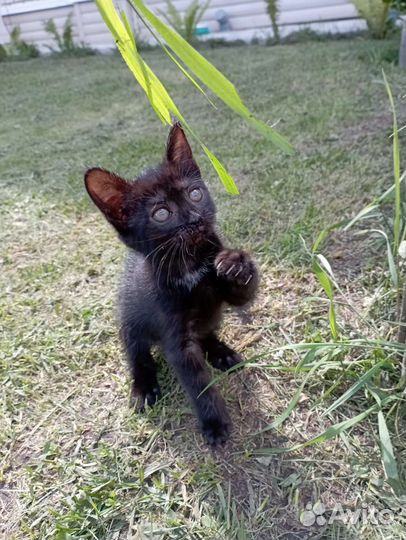 Киска в добрые ручки