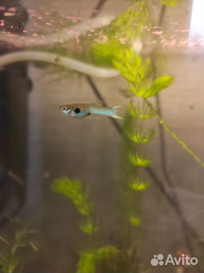 Рыбы гуппи. Голубой цвет