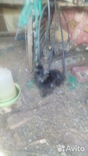 Китайские шелковые куры