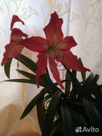 Гиппиаструм