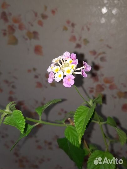 Лантана желто-сиреневая. Взрослый куст