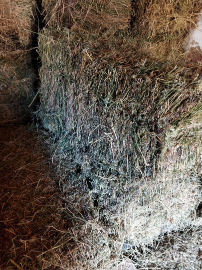 Сено люцерны в тюках